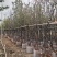 日本樱花3-8公分出售自家基地现货大量