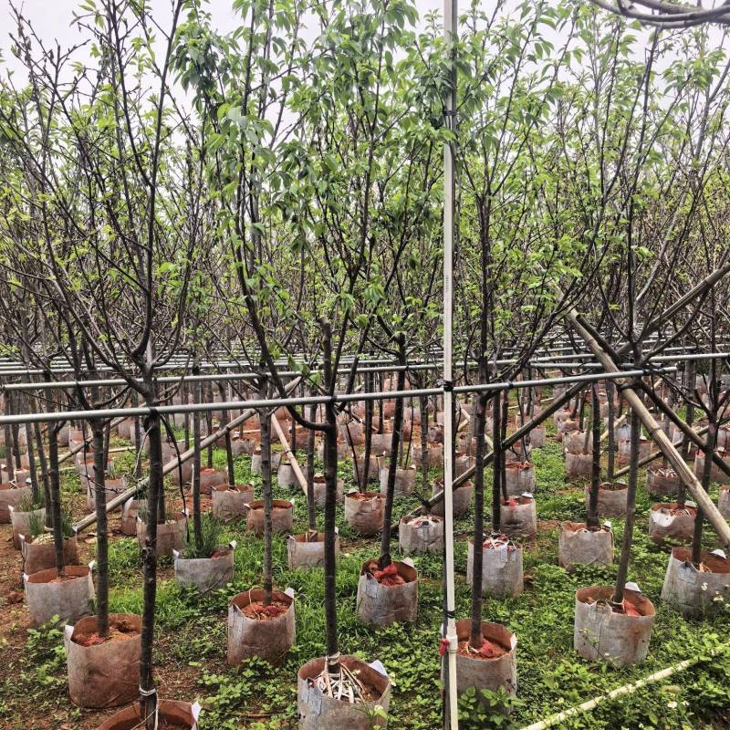 广州樱花3-8公分出售