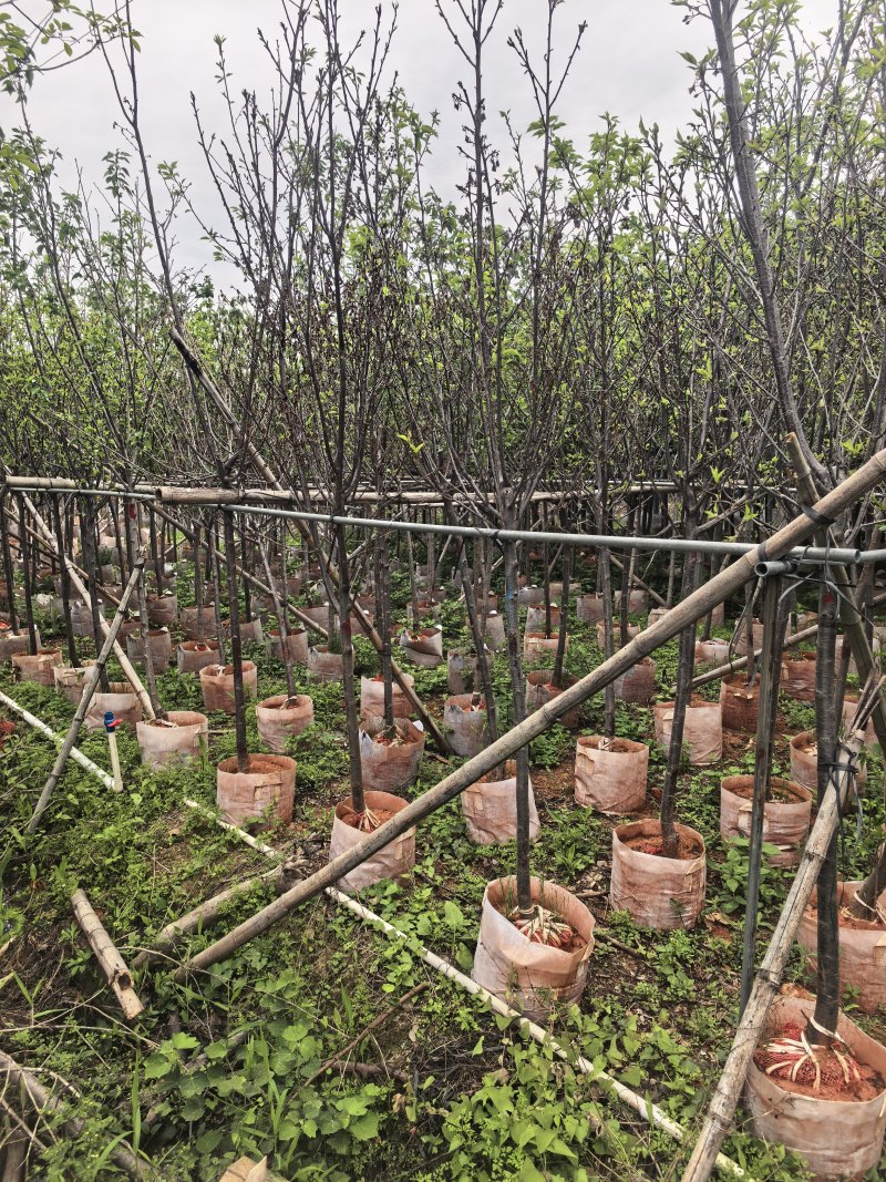 广州樱花3-8公分出售