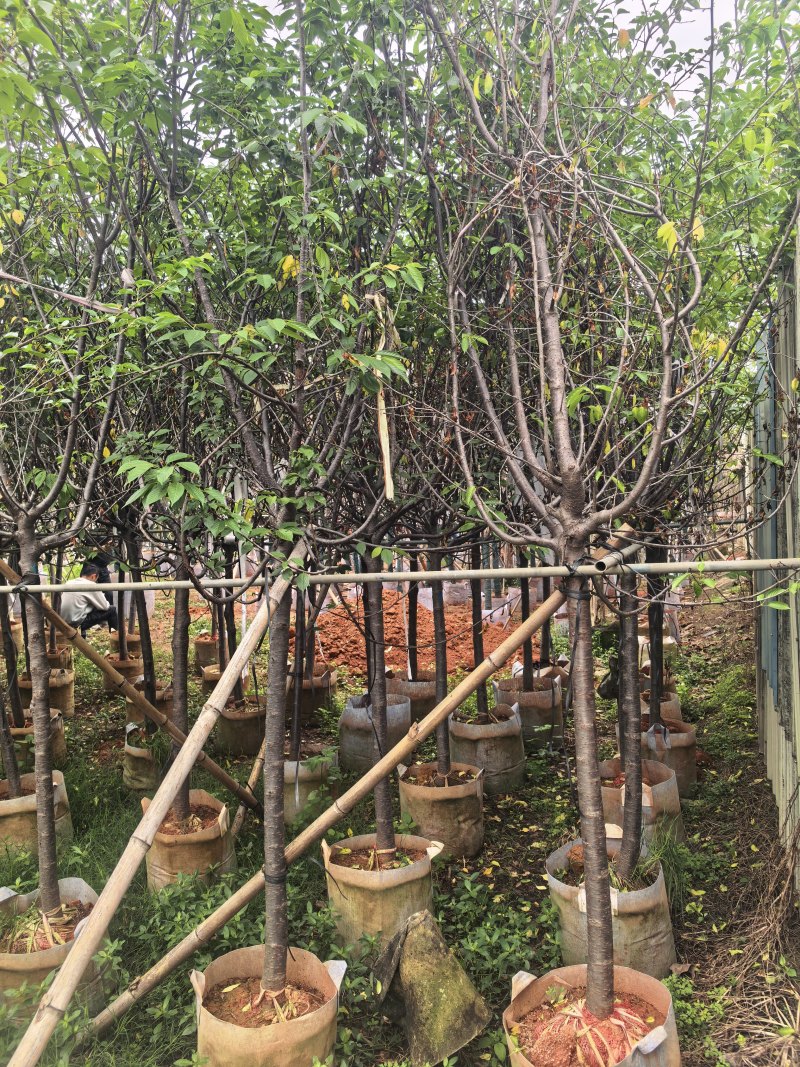 广州樱花3-8公分出售