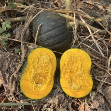 贝贝南瓜🎃广东产地直发，保质保量，对接各大商超批发市场等