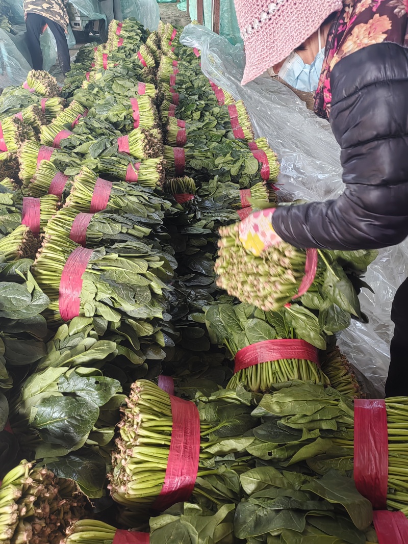 山东四季波菜基地直发对接商超团购一条服务