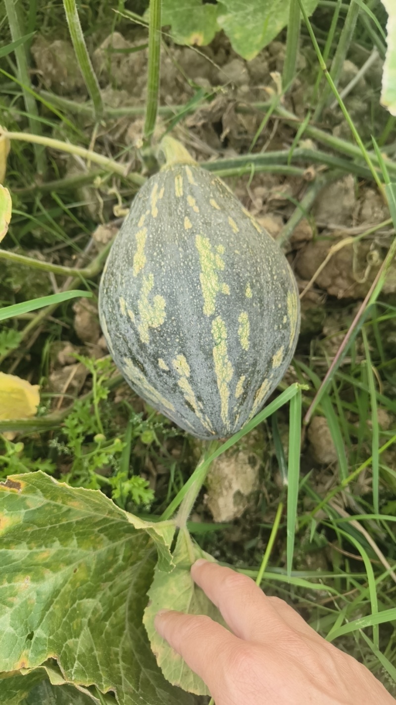 香芋南瓜