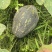 香芋南瓜