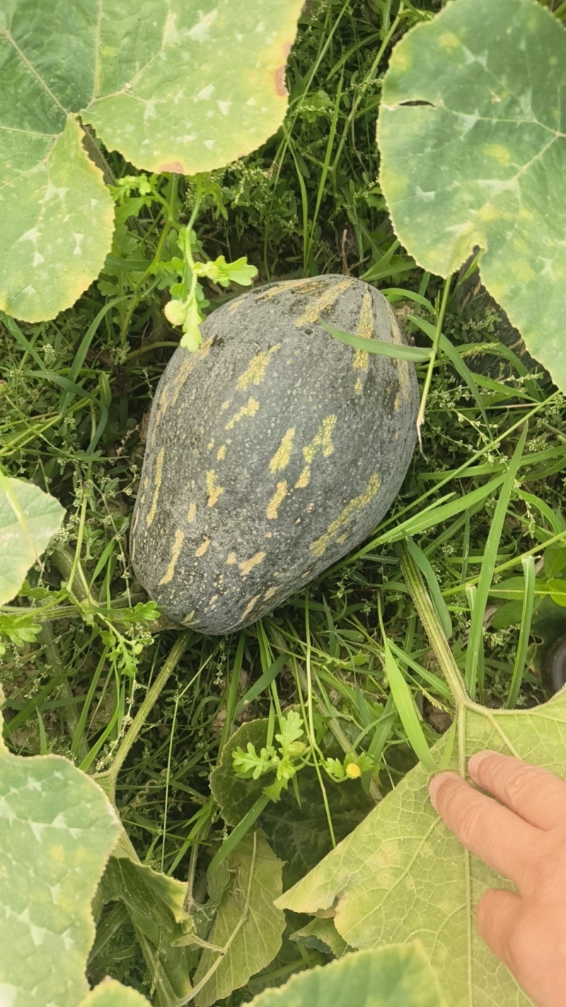 香芋南瓜