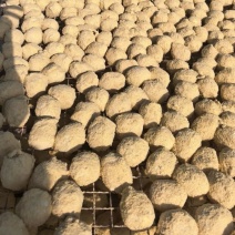 批发精品变蛋量大优惠