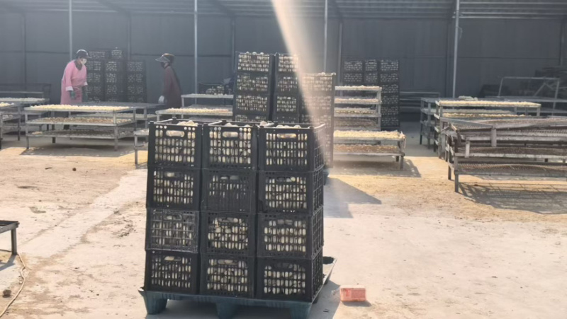 批发精品变蛋量大优惠