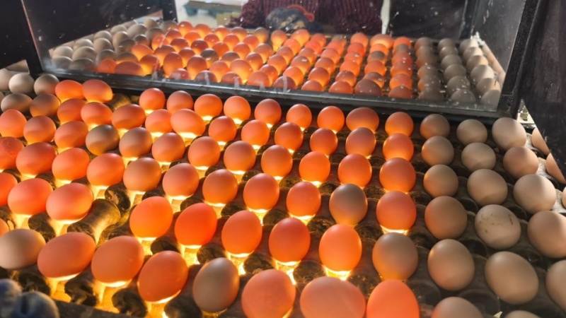 批发精品变蛋量大优惠