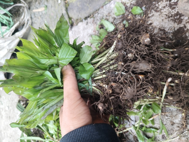 多花倒苗黄精