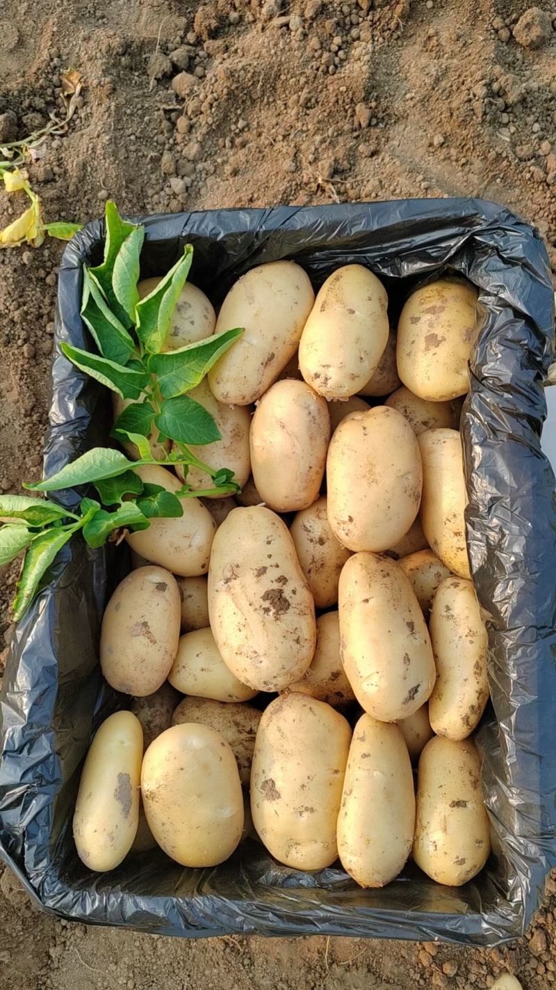 荷兰十五/黄皮黄心土豆产地批发品种齐全/价格便宜全国代发