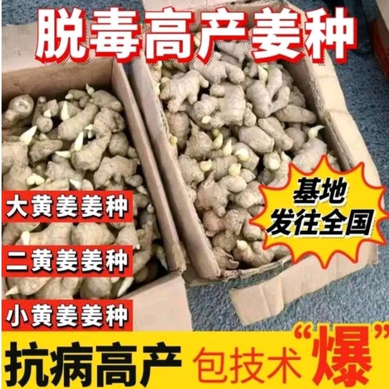 安徽368高产抗病脱毒姜种产地批发亩产过万需要的老板联系