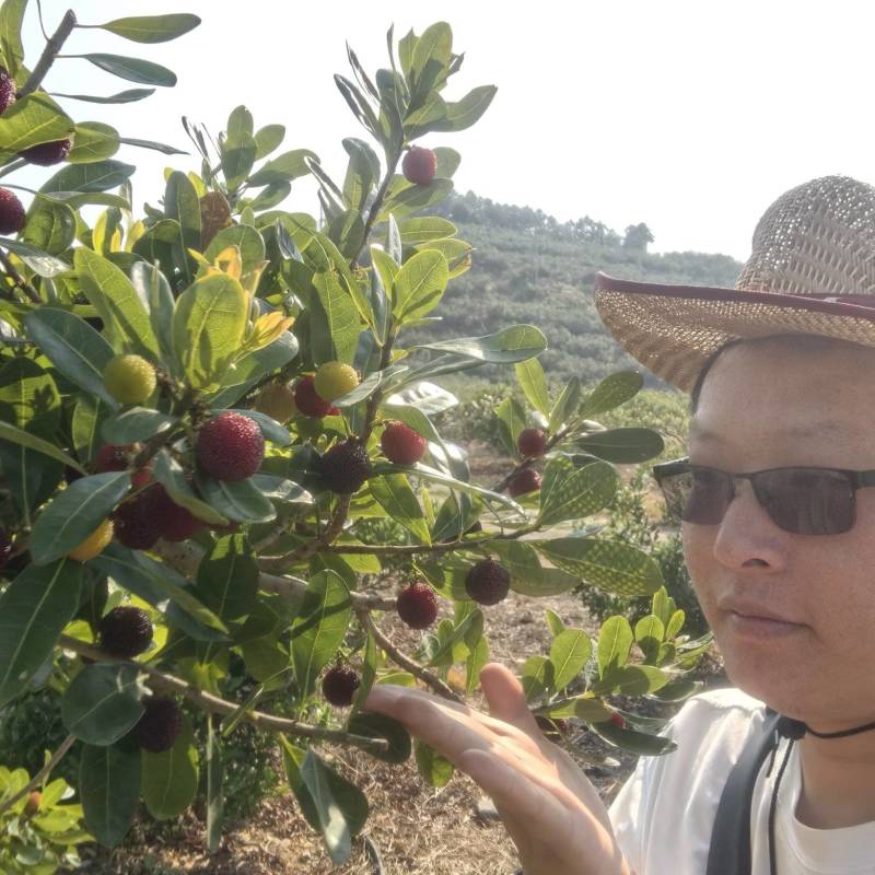 云南石屏杨梅