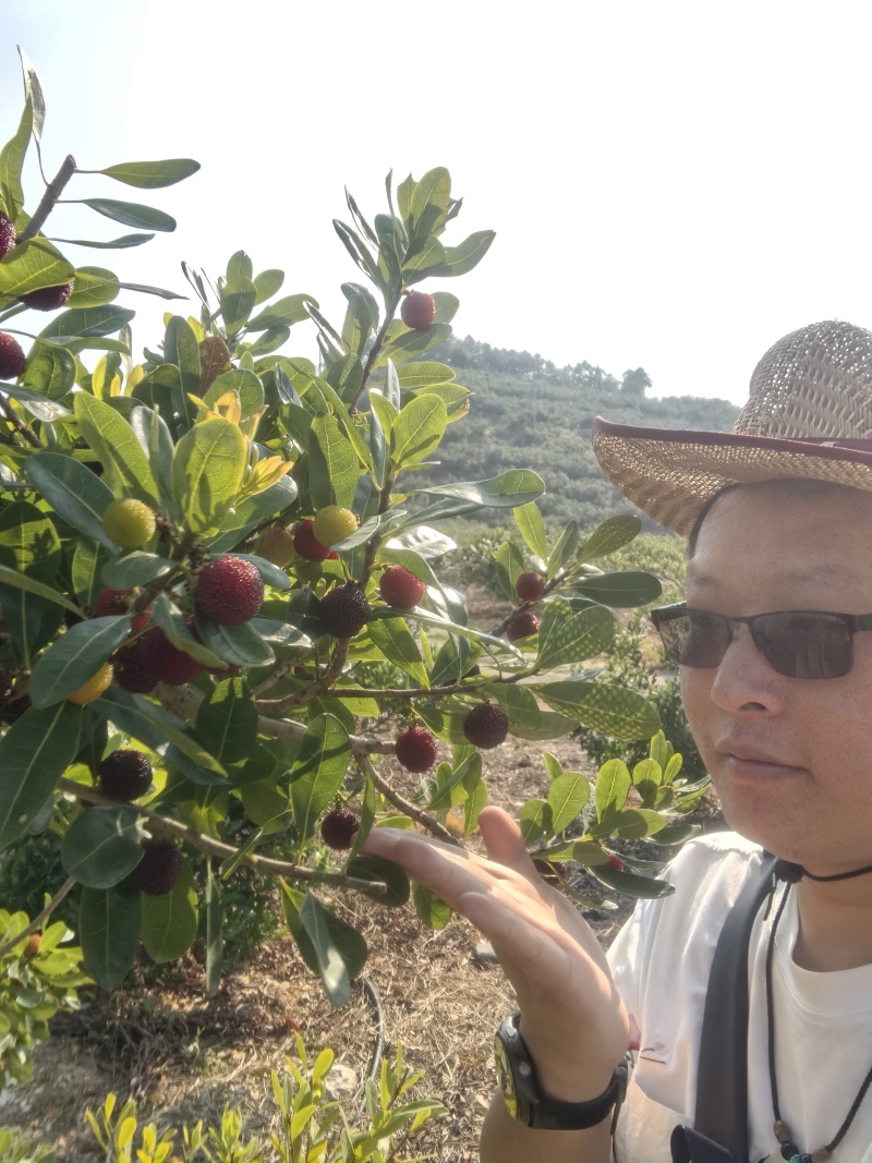 云南石屏杨梅