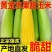 湛江徐闻水果玉米基地供货质优价廉对接超市电商批发市场