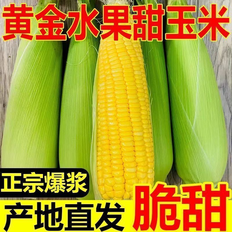 湛江徐闻水果玉米基地供货质优价廉对接超市电商批发市场