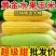 湛江徐闻水果玉米基地供货质优价廉对接超市电商批发市场