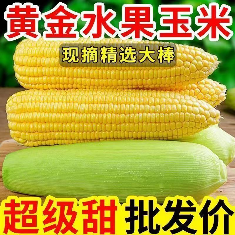 湛江徐闻水果玉米基地供货质优价廉对接超市电商批发市场