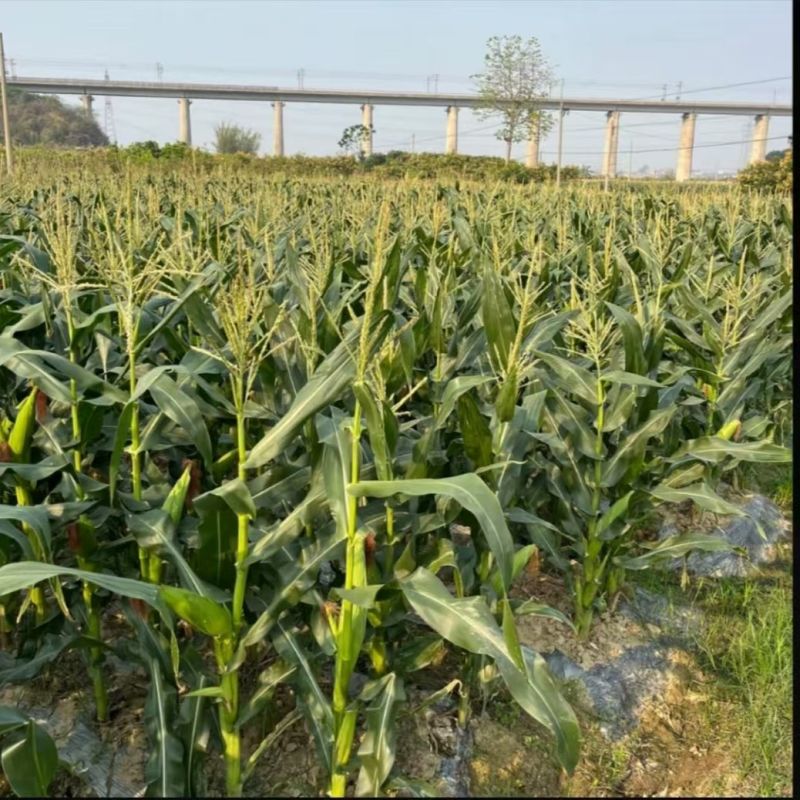 湛江徐闻水果玉米基地供货质优价廉对接超市电商批发市场