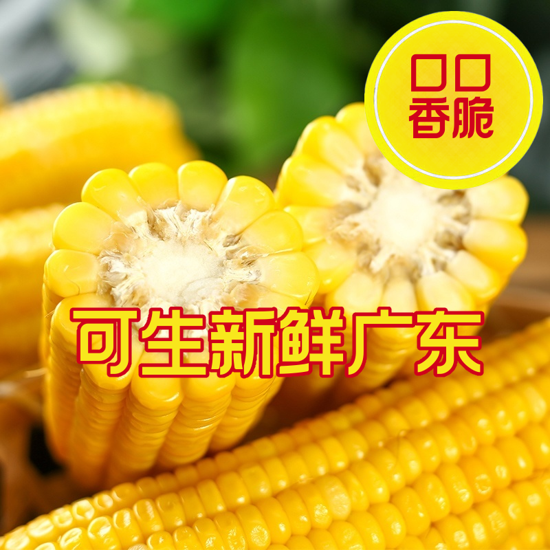湛江徐闻水果玉米基地供货质优价廉对接超市电商批发市场