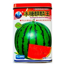 原装正品浪潮冰糖麒麟王50克约700粒