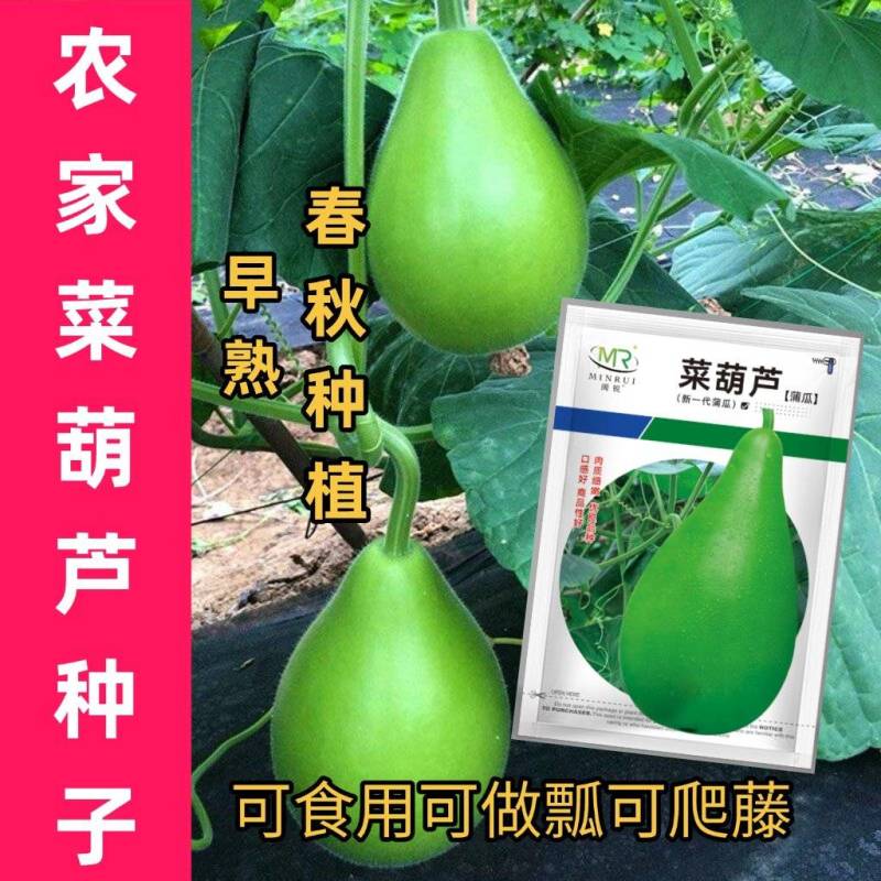 菜葫芦种子耐寒早熟四季农家庭院种植可做水瓢食用蔬菜种子