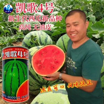 浪潮精品特大超甜抗病耐运输西瓜种子