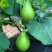 菜葫芦种子耐寒早熟四季农家庭院种植可做水瓢食用蔬菜种子