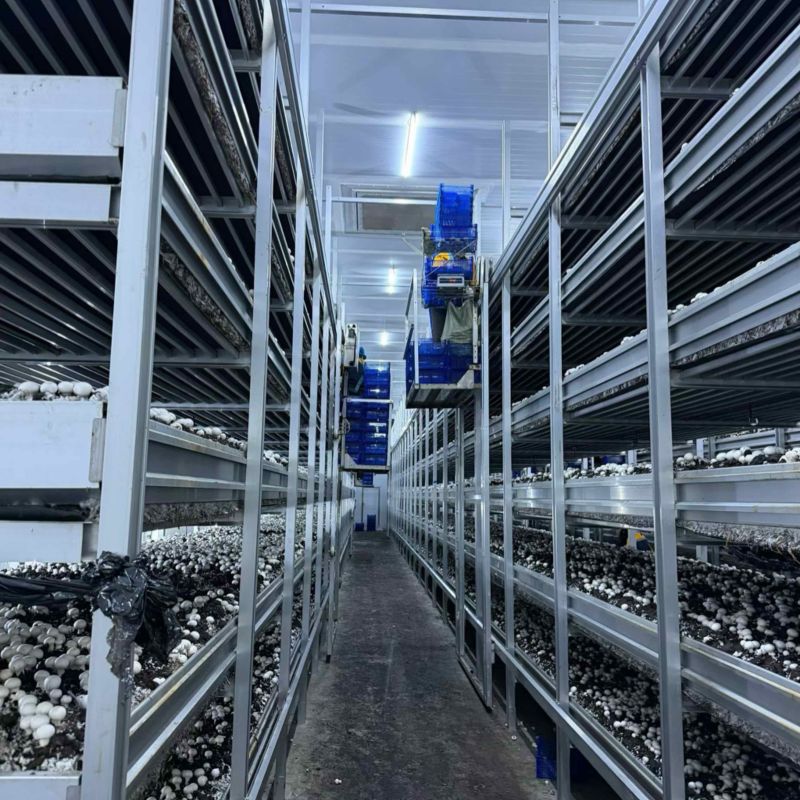 工厂化双孢菇/口蘑/大型基地