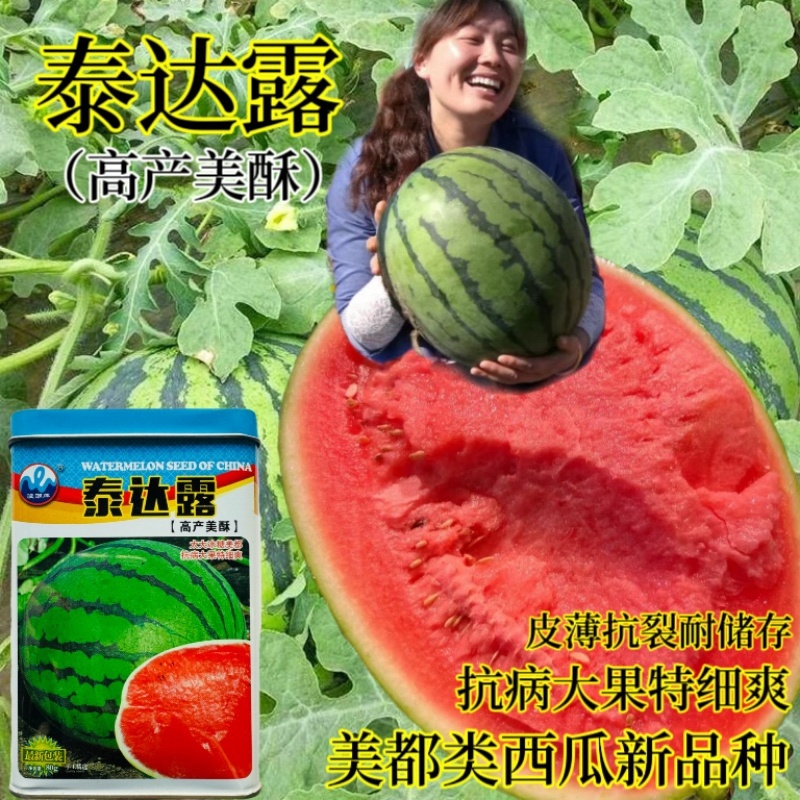 浪潮精品特大超甜抗病耐运输西瓜种子