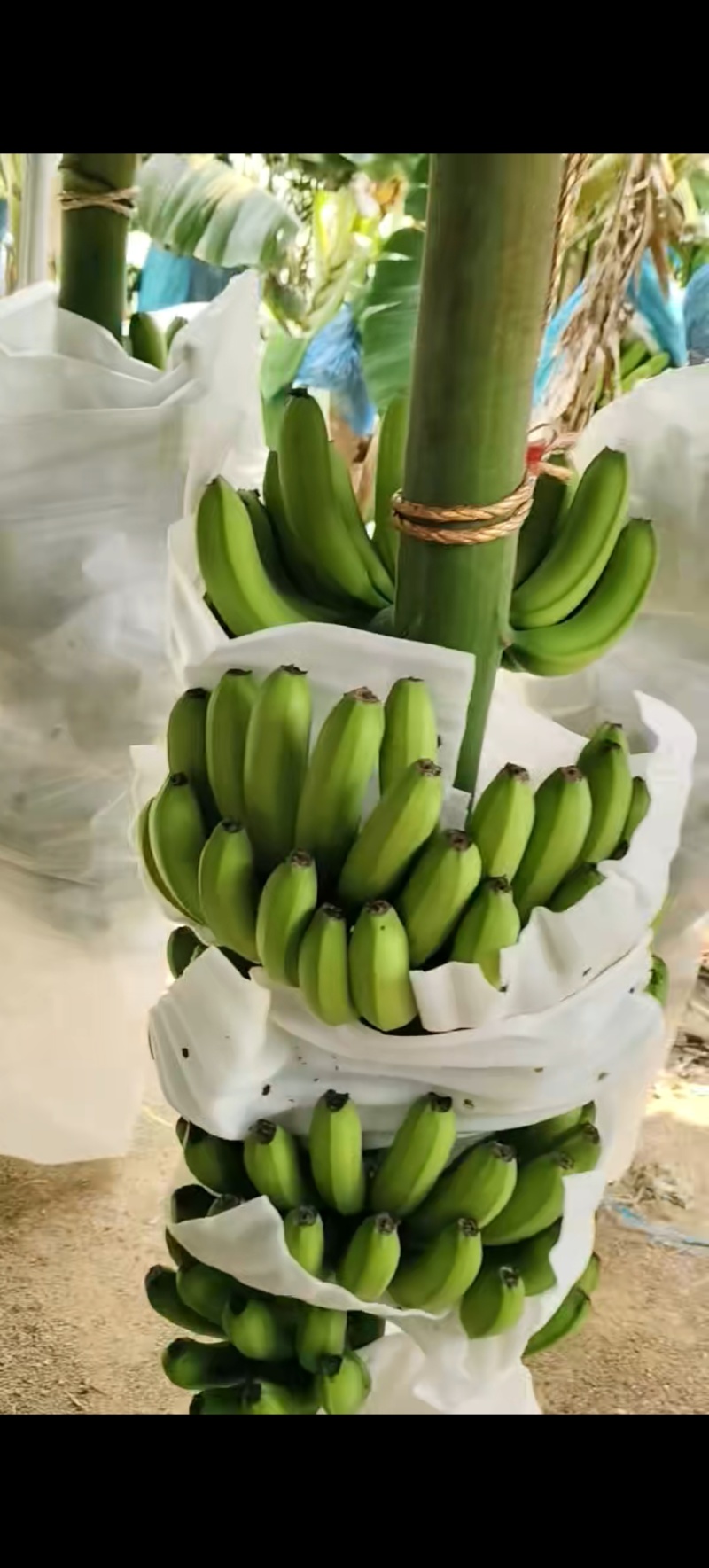 巴西蕉