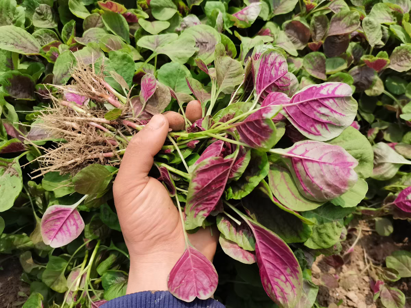 红汉菜红苋菜产地看货论价支持视频看货打款发货