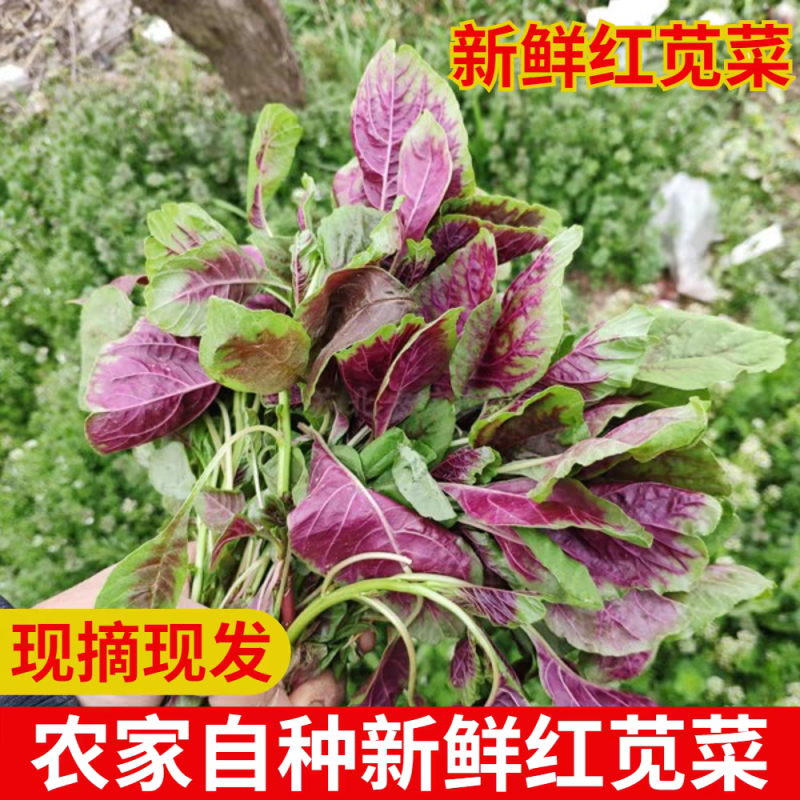 红汉菜红苋菜产地看货论价支持视频看货打款发货