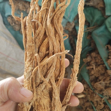 独活水洗个子