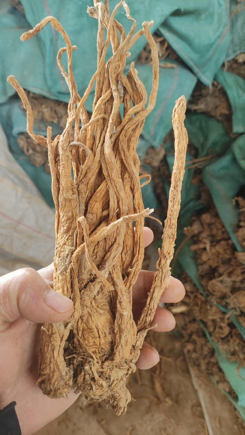 独活水洗个子