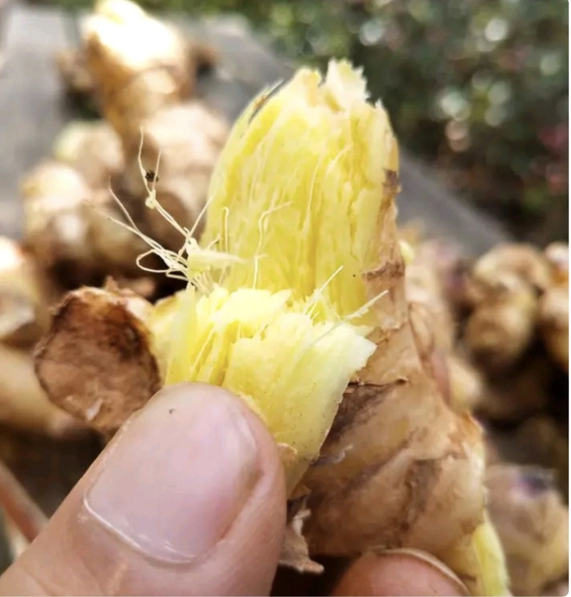 主营（市场，出口，电商，加工厂）云南小黄姜红土地小姜二黄