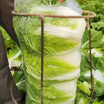 陆地大白菜上市