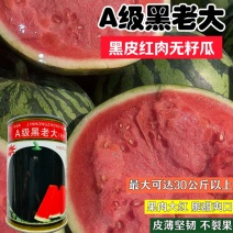 正宗新疆黑皮红肉无子瓜种子