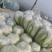 陆地大白菜上市