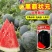 正宗新疆黑皮红肉无子瓜种子