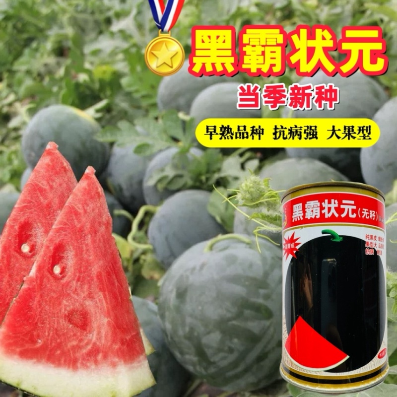 正宗新疆黑皮红肉无子瓜种子