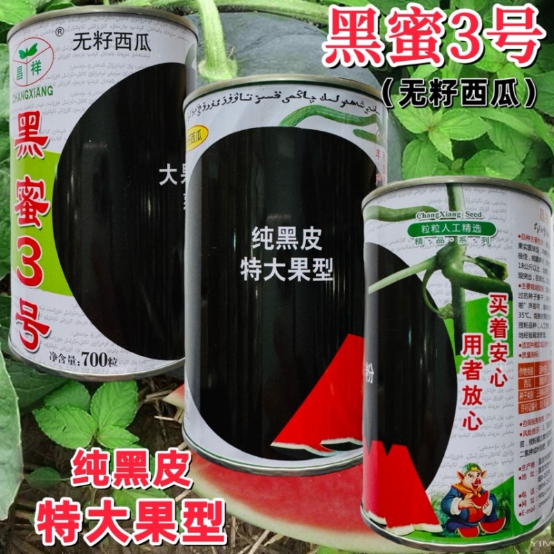 正宗新疆黑皮红肉无子瓜种子