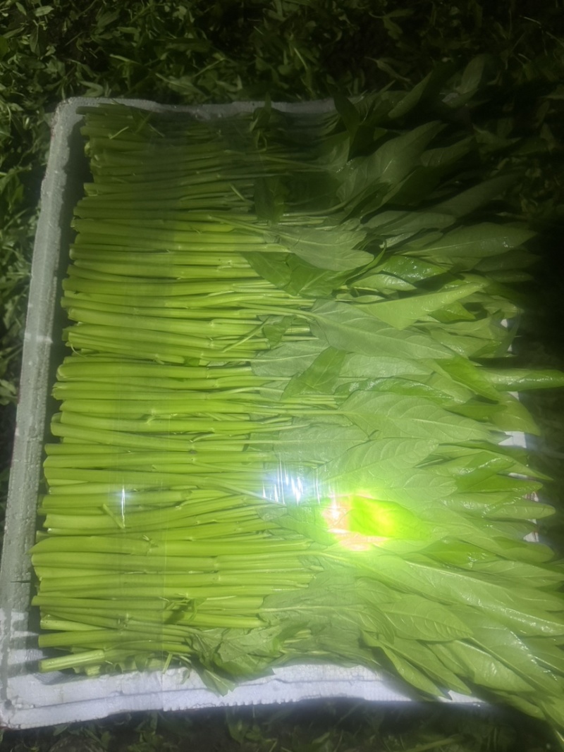 水空心菜
