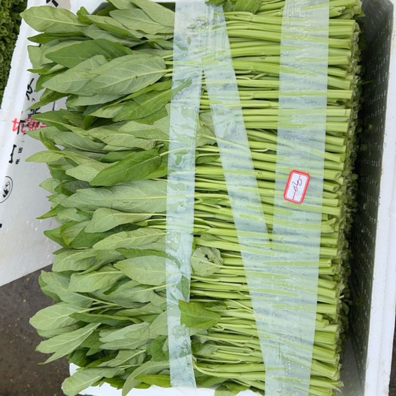 水空心菜