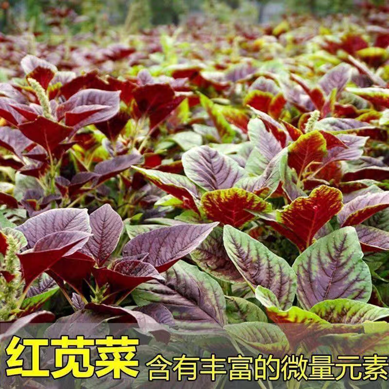 红苋菜红汉菜产地一手货源支持视频看货打款发货