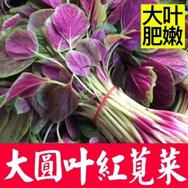 红苋菜红汉菜产地一手货源支持视频看货打款发货