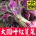 红苋菜红汉菜产地一手货源支持视频看货打款发货