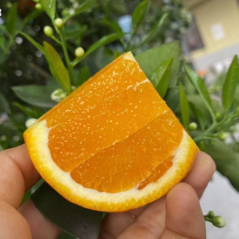 伦晚脐橙产地直供薄皮多汁全网一件代发