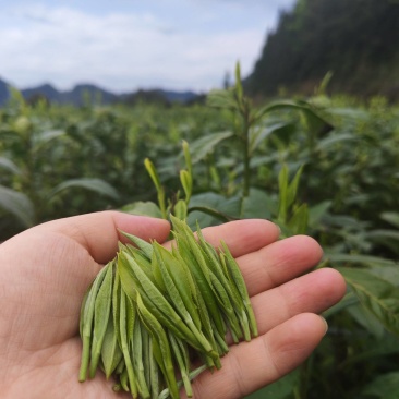 湘西黄金茶（绿茶，红茶）
