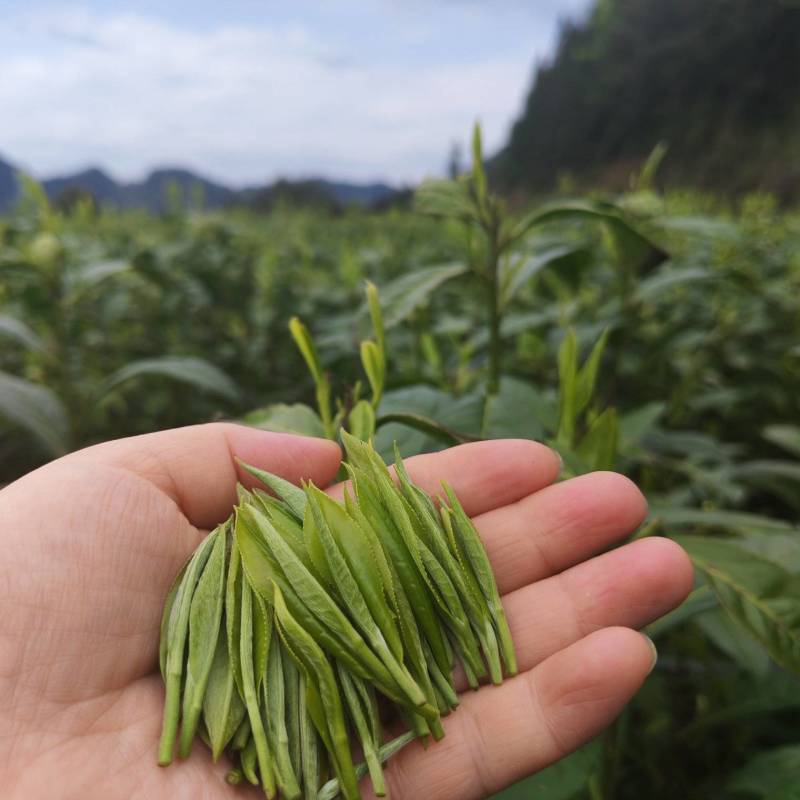 湘西黄金茶（绿茶，红茶）