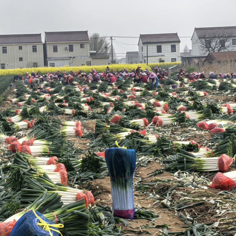 葱江苏启东毛葱铁杆大葱钢葱产地价格便宜欢迎实地考察